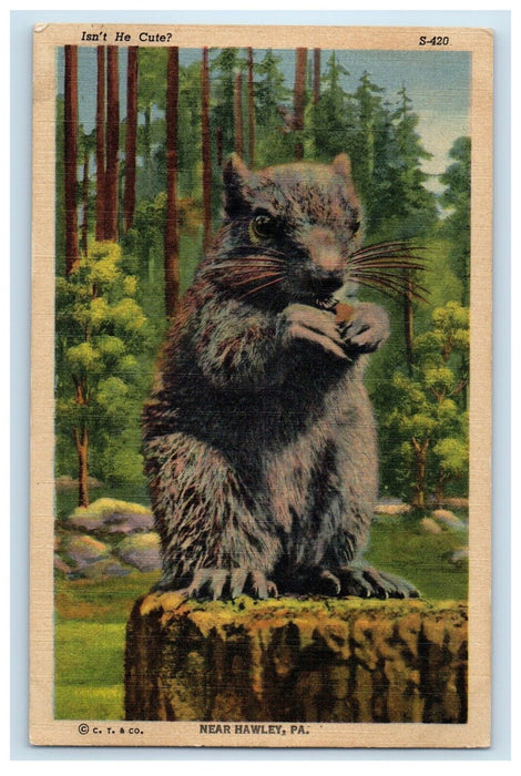 c1930's Squirrel At The Forest Near Hawley Pennsylvania PA, Animals Postcard