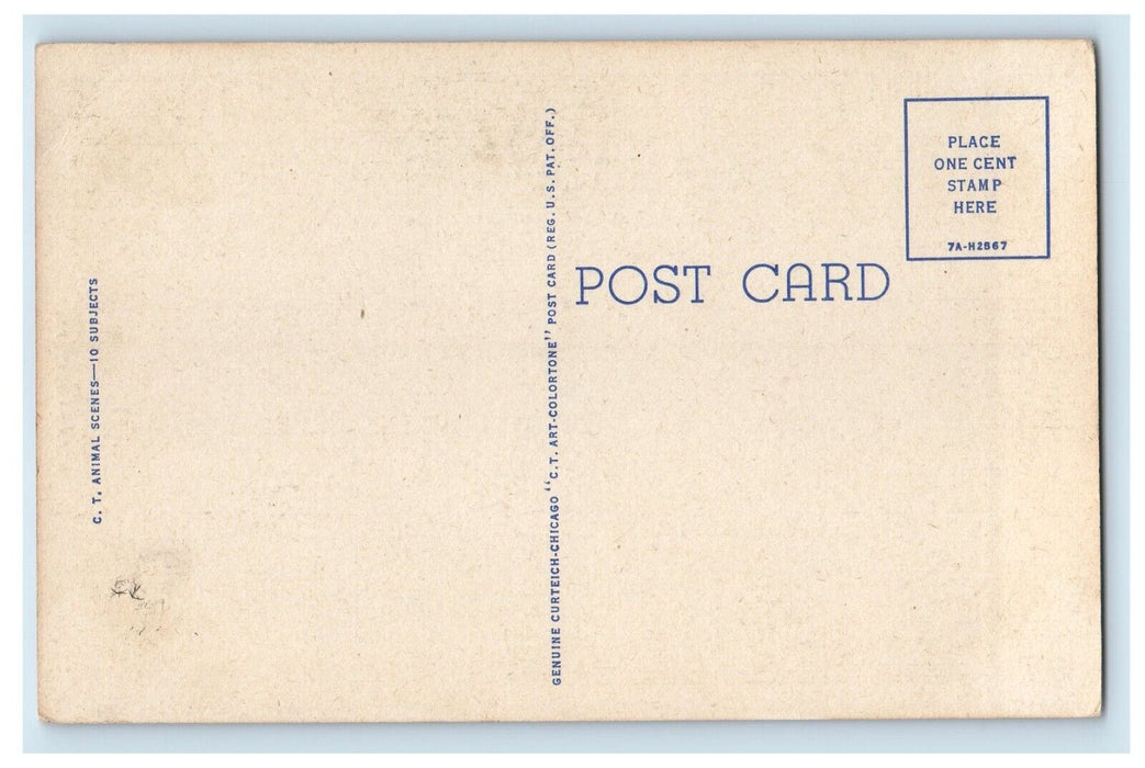 c1930's Squirrel At The Forest Near Hawley Pennsylvania PA, Animals Postcard
