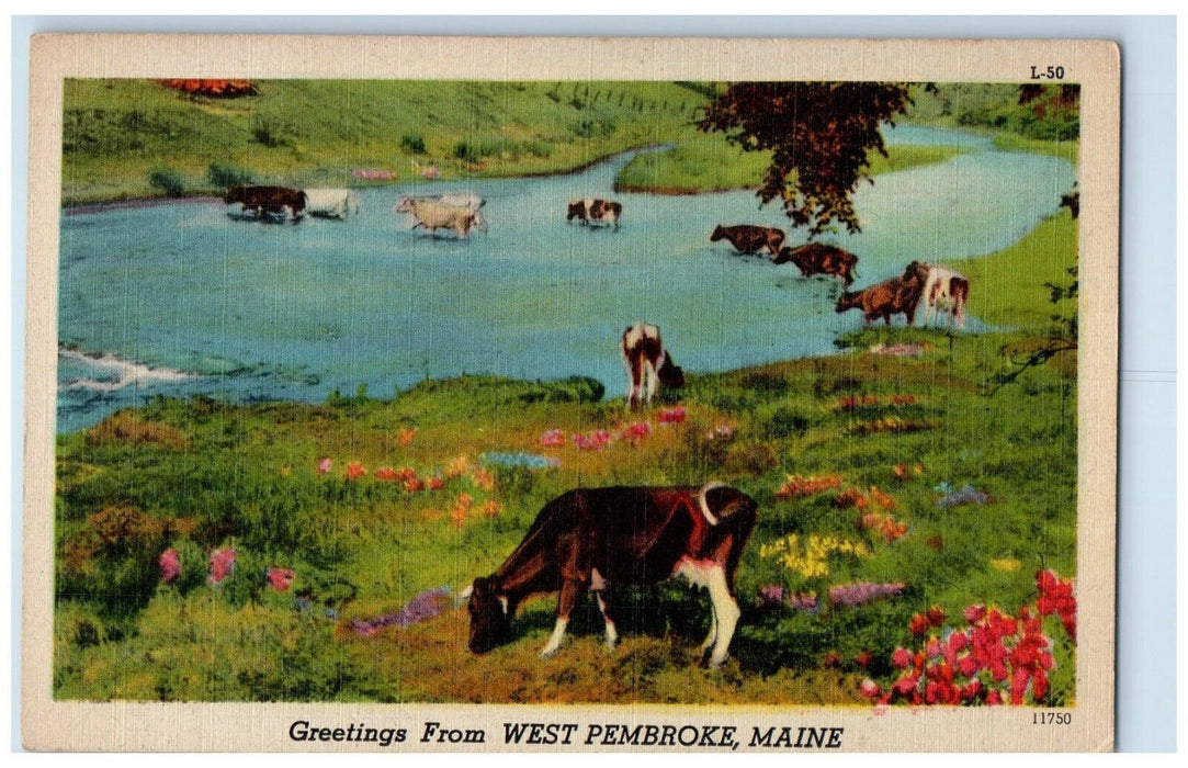 Greetings From West Pembroke Maine ME, Cows River View Vintage Postcard