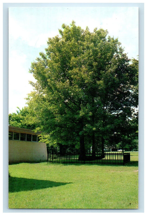 Lover's Tree Pin Oak Japanese Gardener Ponca City Oklahoma OK Vintage Postcard