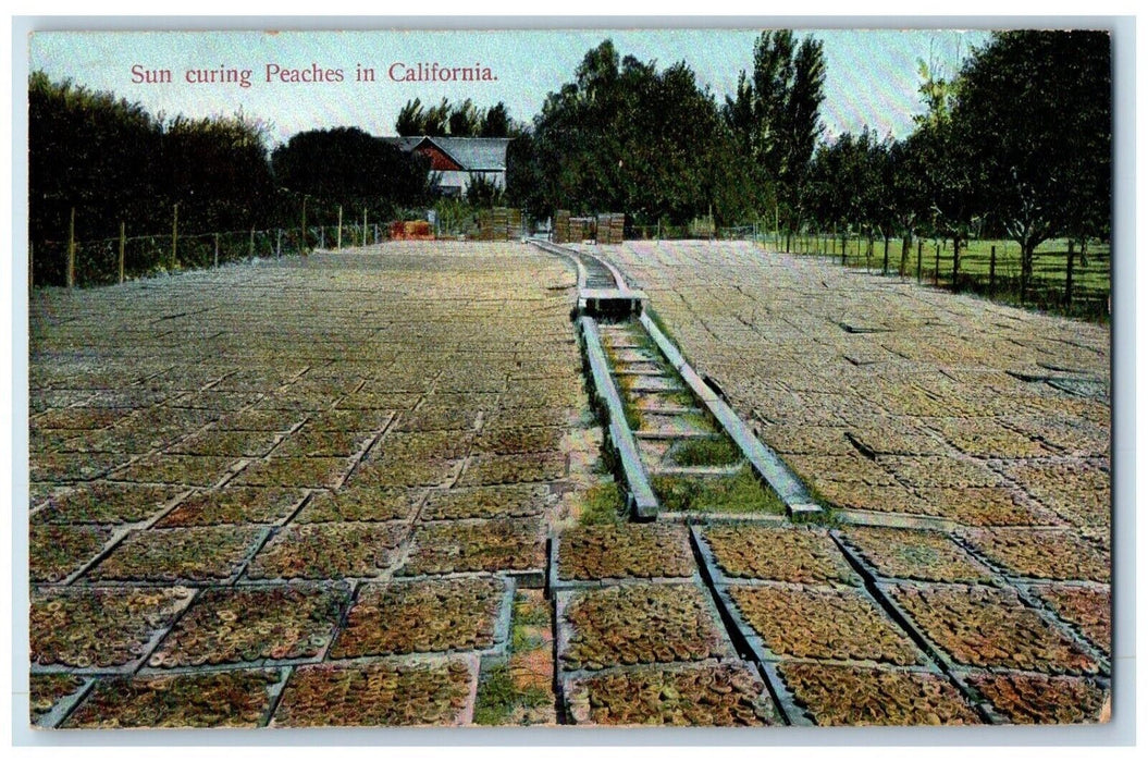 c1910's Sun Curing Peaches In San Francisco California CA Antique Postcard