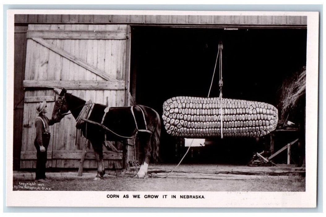 c1907 Corn As We Grow It In Nebraska Exaggerated Corn  RPPC Photo Postcard