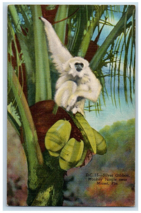 1940 Monkey Juice Humans Cages Monkeys Run Wild Animal Miami Florida FL Postcard