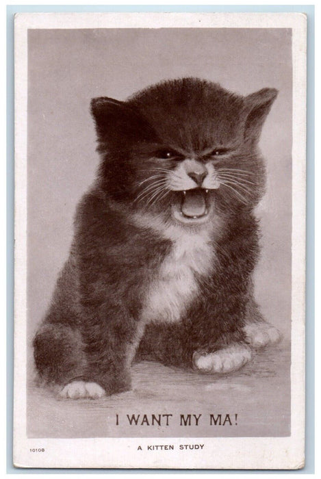 c1910's Cute Kitten Study I Want My Ma Yarmouth Canada Posted Antique Postcard