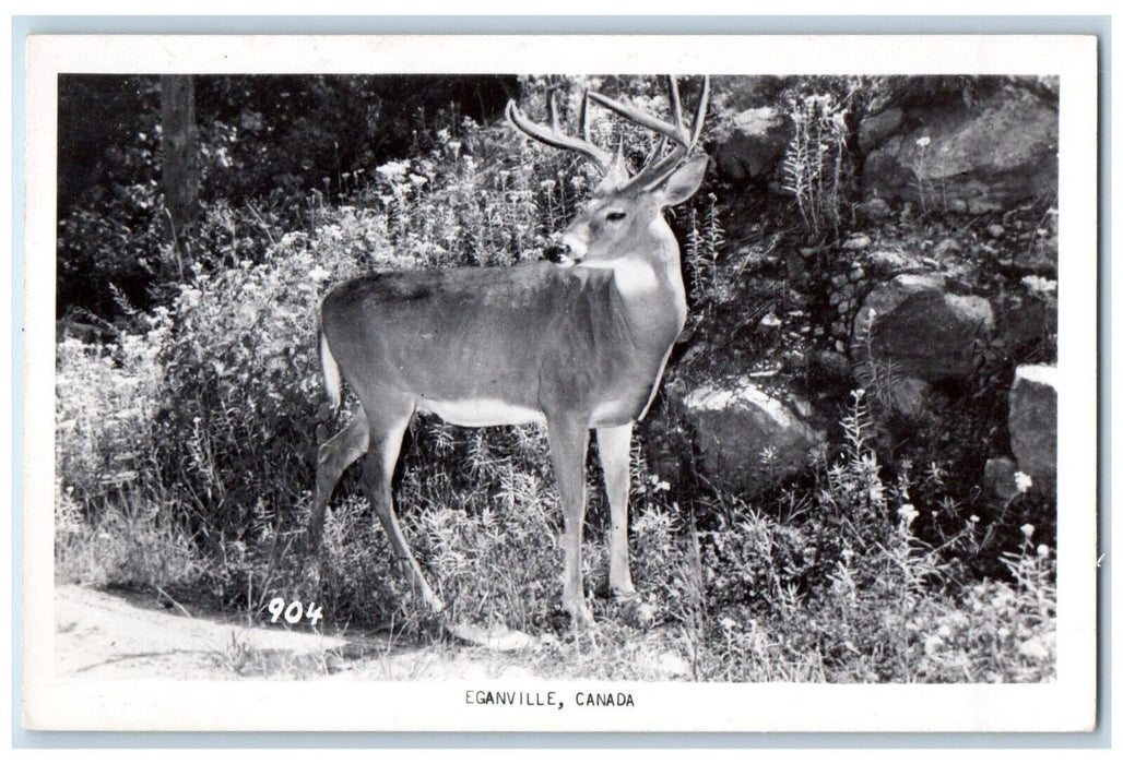 c1940's Deer Scene Rocks Eganville Canada Unposted Vintage RPPC Photo Postcard