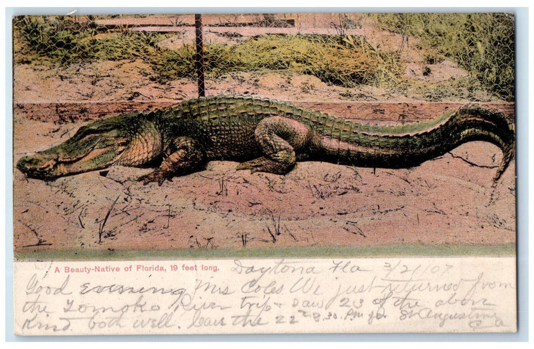 1907 Crocodile A Beauty-Native of Daytona Florida FL Metuchen NJ Postcard