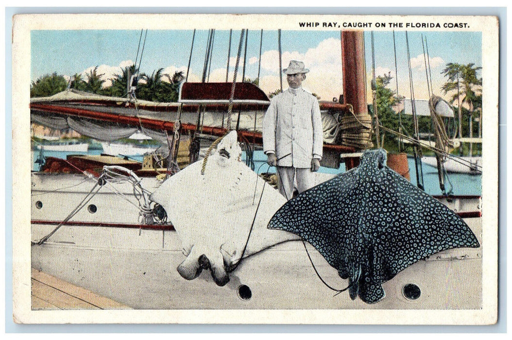 c1920's Sailboat Whip Ray Caught on the Florida Coast FL Unposted Postcard