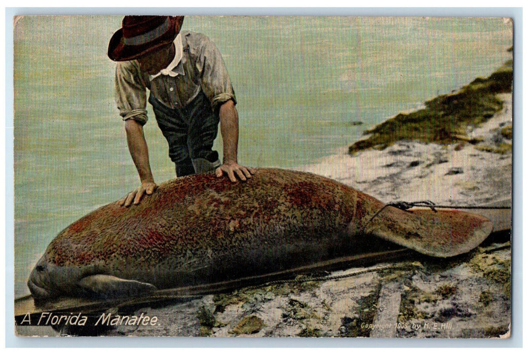 1912 A Florida Manatee Crystal Springs Florida FL Antique H.E. Hill Postcard