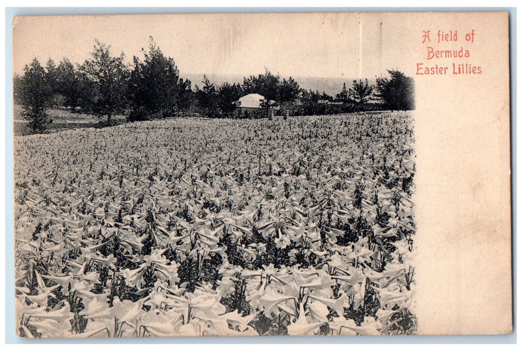 c1905 View of A Field of Bermuda Easter Lillies Antique Unposted Postcard
