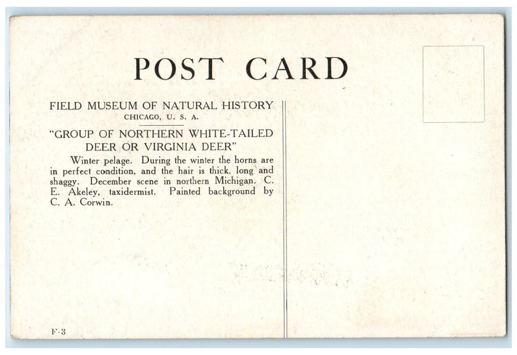 c1940 Field Museum Natural History White-Trailed Deer Chicago Illinois Postcard
