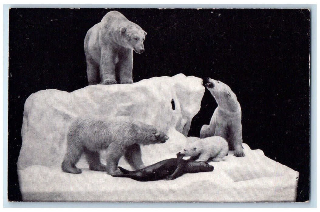 c1940 Field Museum Natural History Polar Bear Arctic Chicago Illinois Postcard