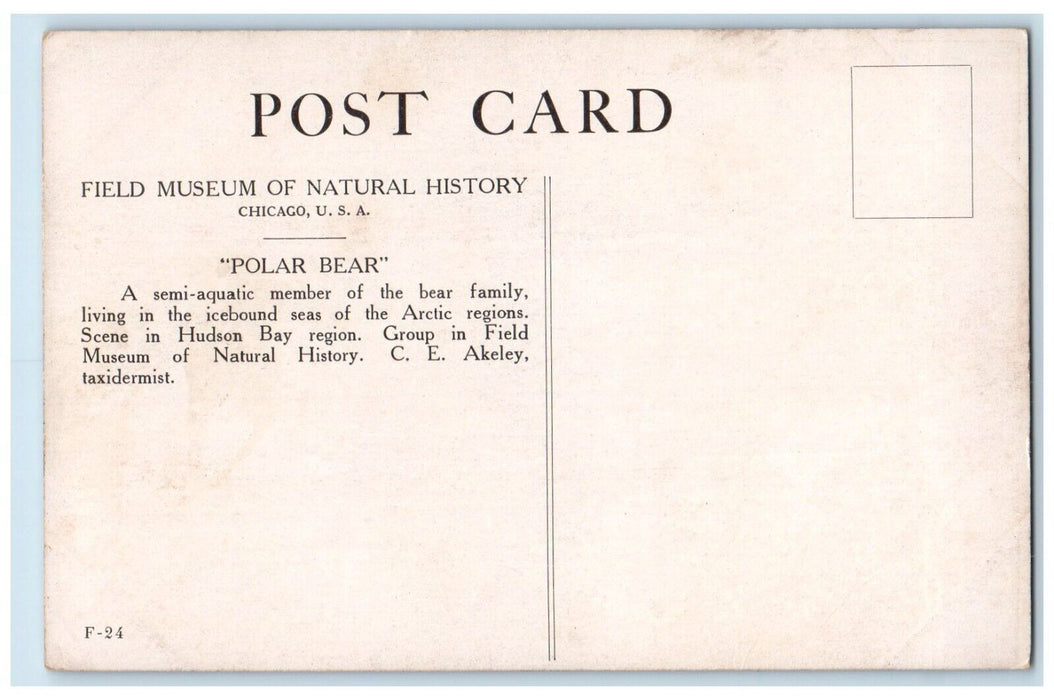 c1940 Field Museum Natural History Polar Bear Arctic Chicago Illinois Postcard