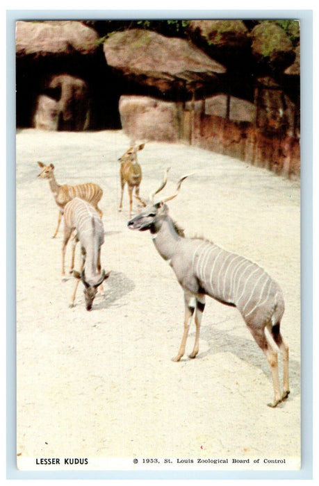 1953 Lesser Kudus St. Louis Zoo Missouri MO Unposted Vintage Postcard