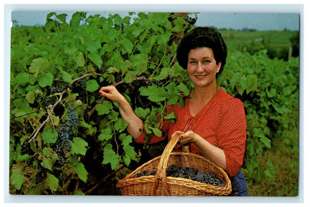 Pirtle's Weston Vineyards Winery Missouri MO, Girl Fruit Picking Postcard