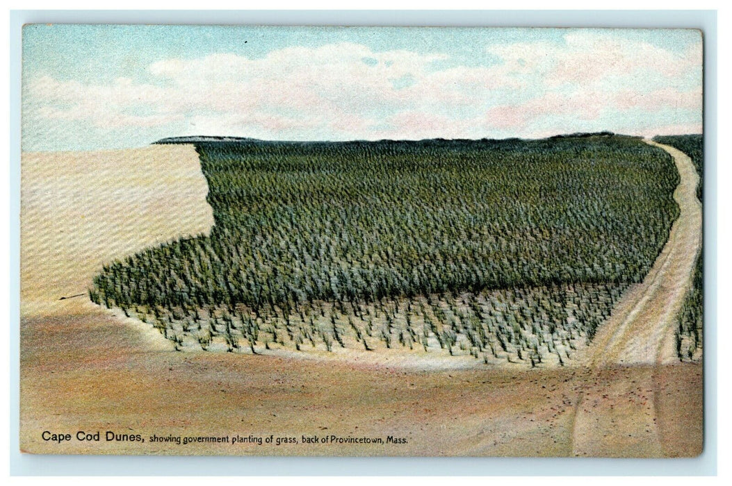 Cape Cod Dunes Government Planting Grass Provincetown Massachusetts MA Postcard