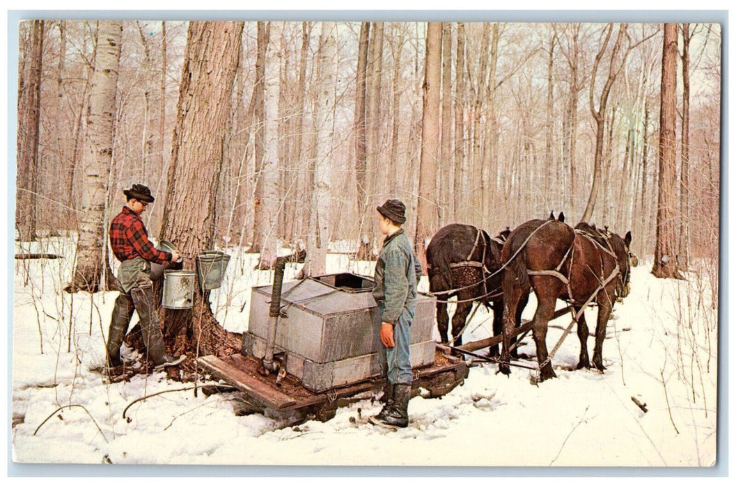 c1950's Gathering Sap of Maple Syrup in Geauga County Ohio OH Postcard