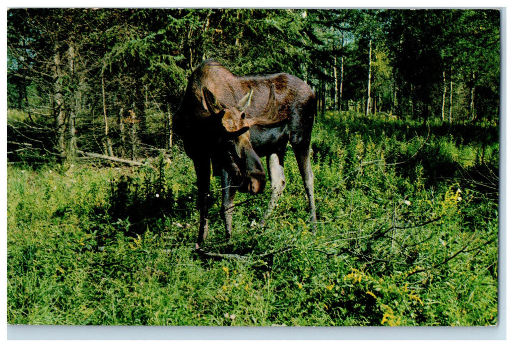c1950's Animal Scene, Alex & Tony's Esso Station Gowganda Canada Postcard