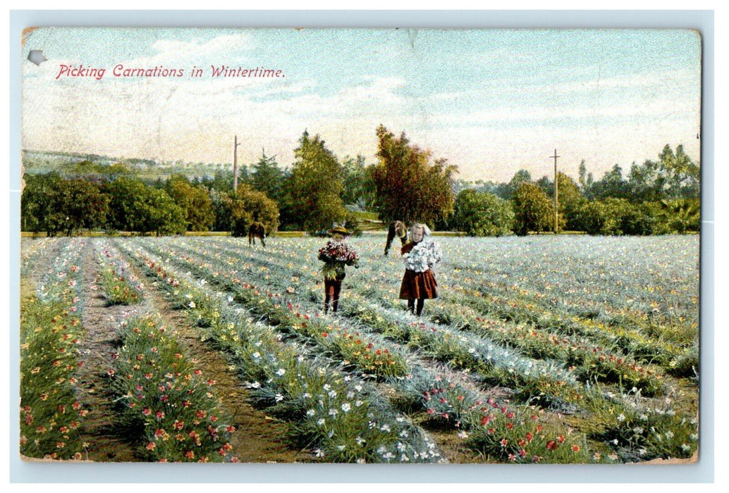 1909 Picking Carnations In Winterlime Los Angeles California CA Antique Postcard