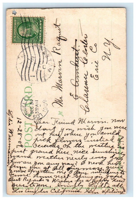 1909 Picking Carnations In Winterlime Los Angeles California CA Antique Postcard
