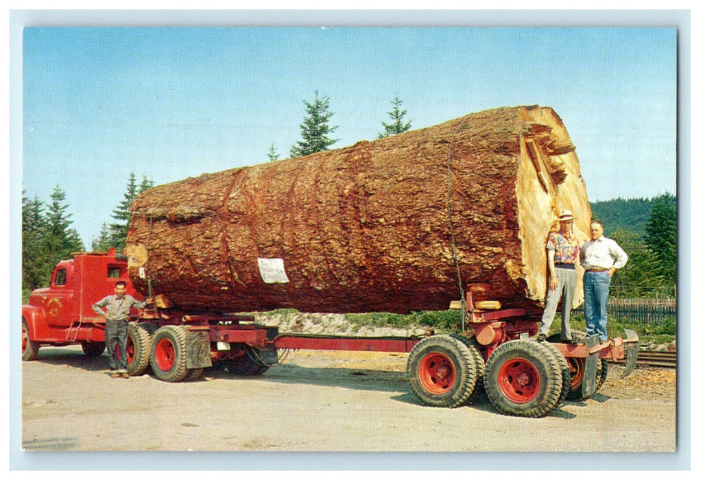 c1950s Giant Fir Log on the Truck Found in Virgin Forests of Oregon OR Postcard