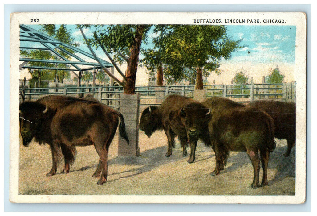 c1920s Buffaloes Lincoln Park Chicago Illinois IL Unposted Vintage Postcard