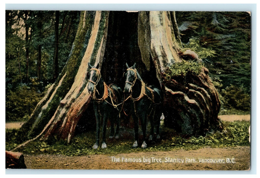 c1910 Famous Big Tree Stanley Park Vancouver Canada Antique Postcard