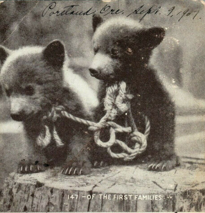 1907 Two Bear Cubs "The First Families" Portland Oregon OR Antique Postcard