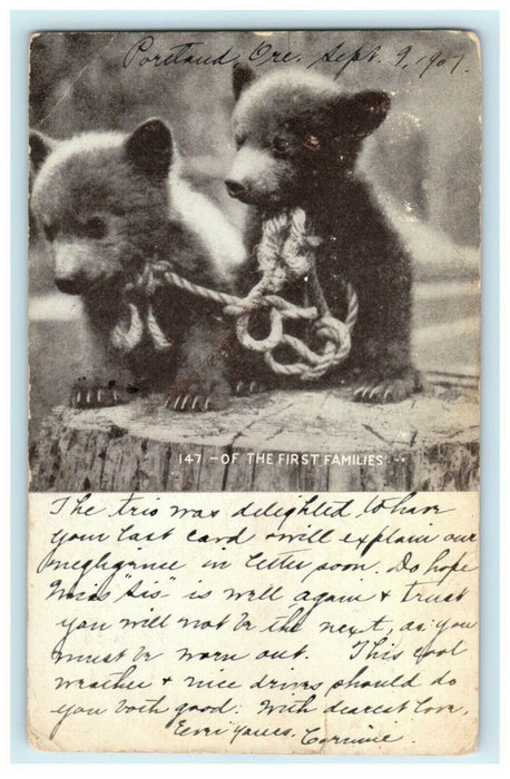 1907 Two Bear Cubs "The First Families" Portland Oregon OR Antique Postcard