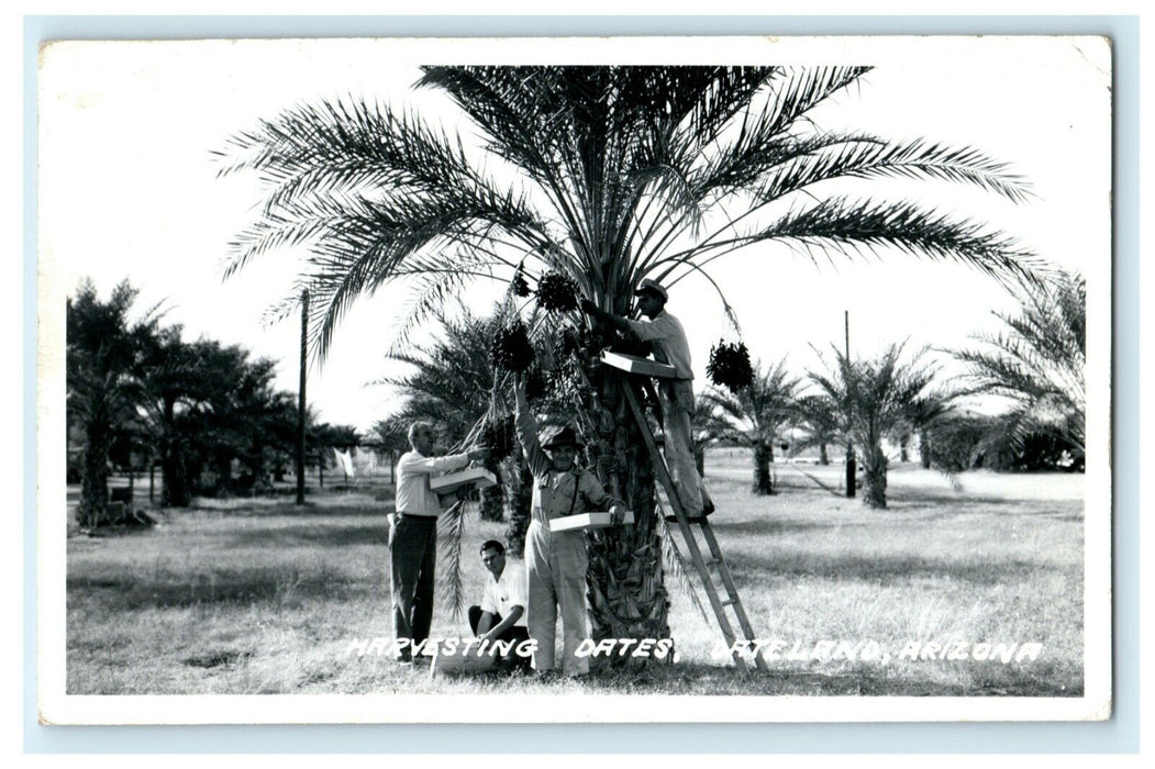 1949 Harvesting Dates Dateland Arizona AZ RPPC Photo Postcard