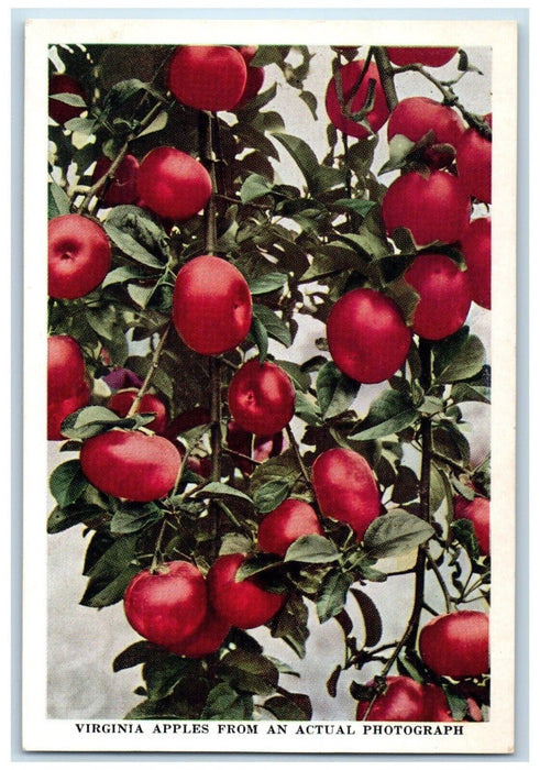 c1910's Virginia Apples From Actual Photograph Triangle Kard Antique Postcard