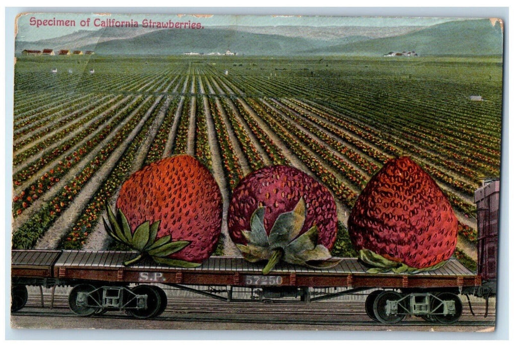 c1930's Specimen Of California Exaggerated Strawberries Farm Vintage Postcard