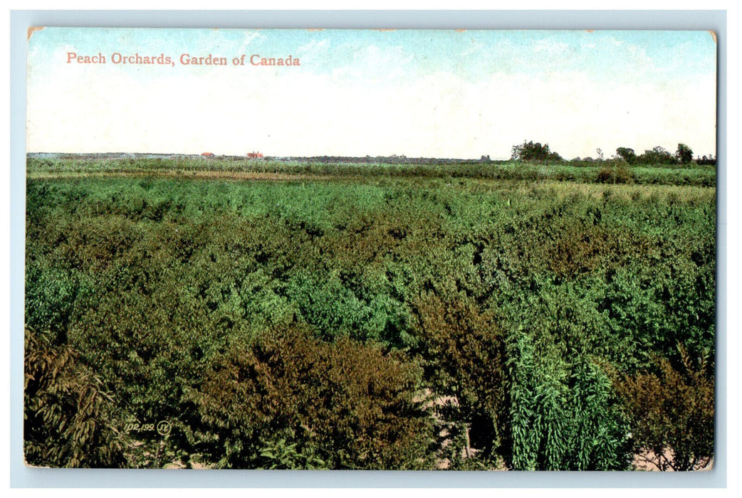 c1905 Peach Orchards Gardens of Canada Posted Antique Souvenir Postcard