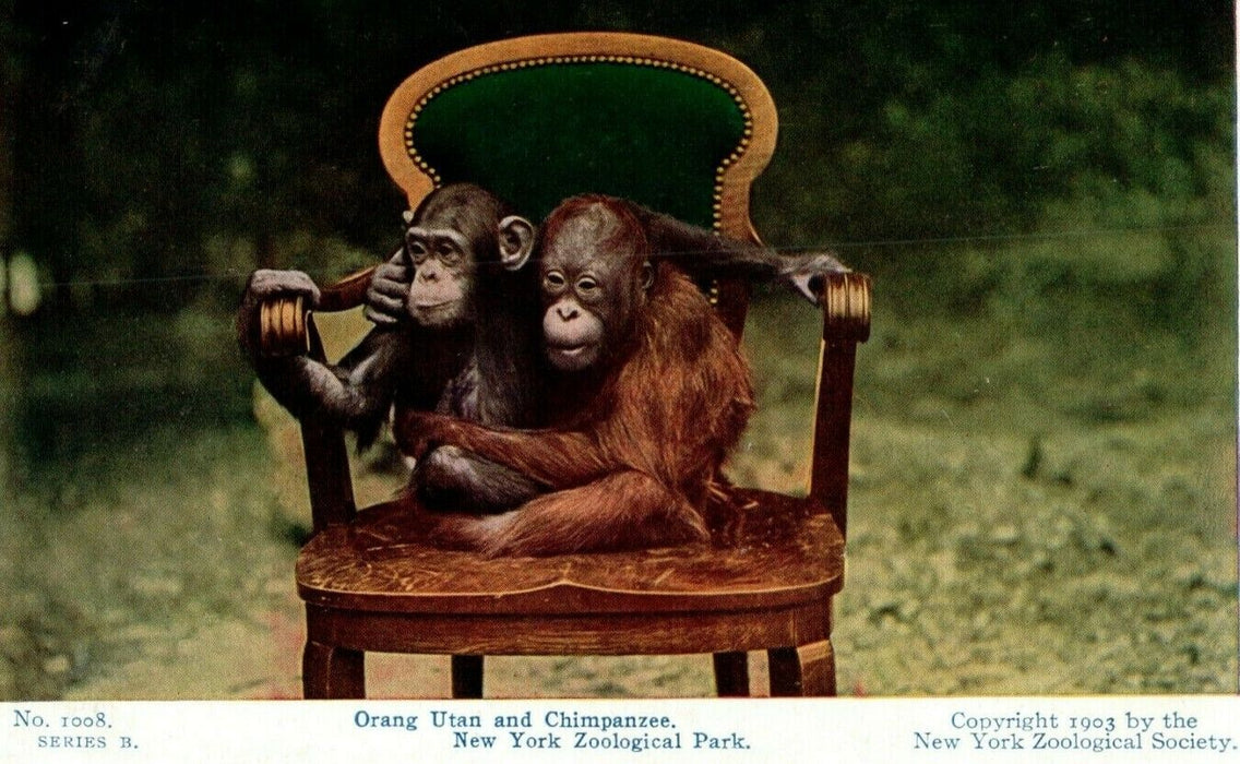 1903 Orangutan and Chimpanzee New York Zoological Park NY Postcard