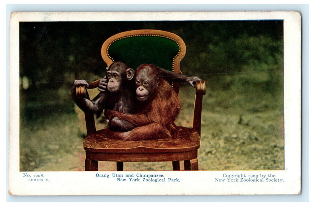 1903 Orangutan and Chimpanzee New York Zoological Park NY Postcard