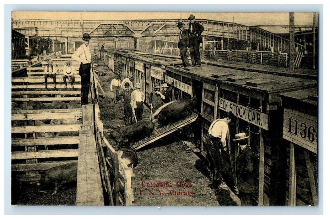 Unloading Huge Hogs U.S.Y. Stock Yards Chicago Illinois IL Unposted Postcard