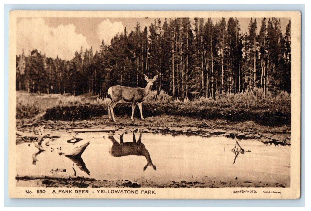 c1910's A Park Deer Yellowstone Park Wyoming WY, Haynes Photo Antique Postcard