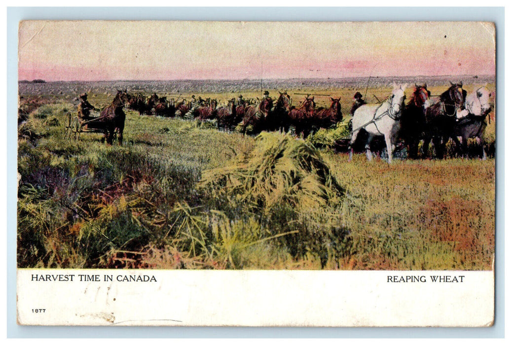 c1910 Harvest Time In Canada Reaping Wheat Posted Antique Postcard