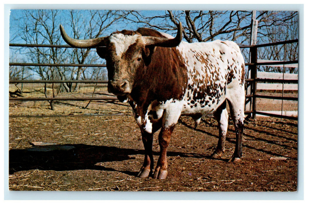 c1960s Texas Longhorn Raised At Old Abilene Town Abilene Texas TX Postcard