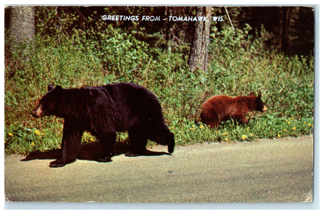 1969 Bear Walking, Greetings from Tomahawk Wisconsin WI Postcard