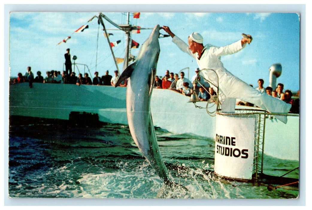 1957 Members of the Famous Porpoise Colony at Marine Land Florida FL  Postcard