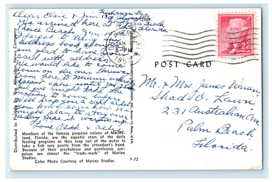 1957 Members of the Famous Porpoise Colony at Marine Land Florida FL  Postcard
