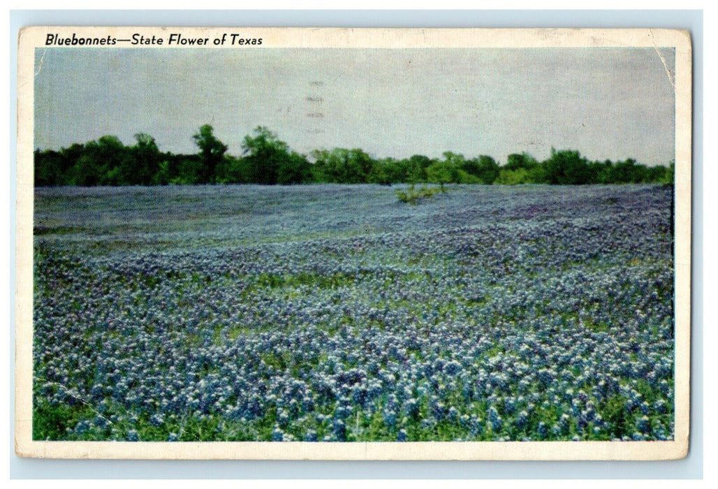 1943 Bluebonnets State Flower Austin Texas TX, WW2 Soldier Mail Postcard