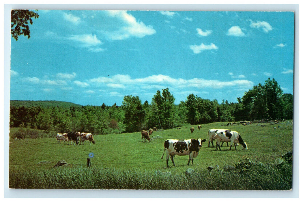 c1950s Cows Scene, Greetings from Markesan Wisconsin WI Unposted Postcard