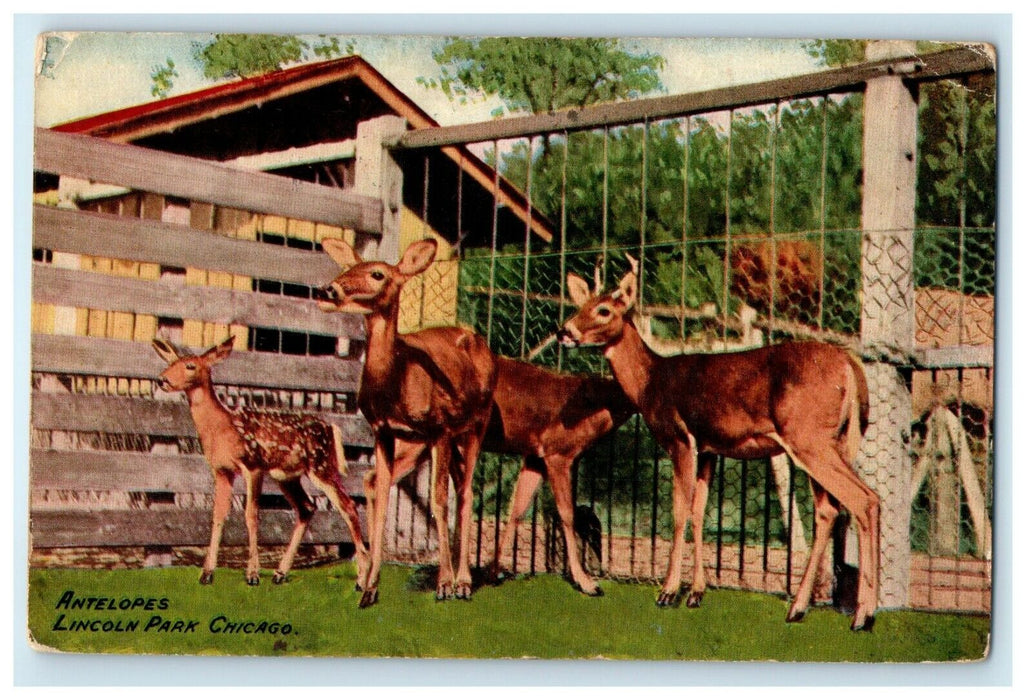 1910 Antelopes Lincoln Park Chicago Illinois IL Posted Antique Postcard