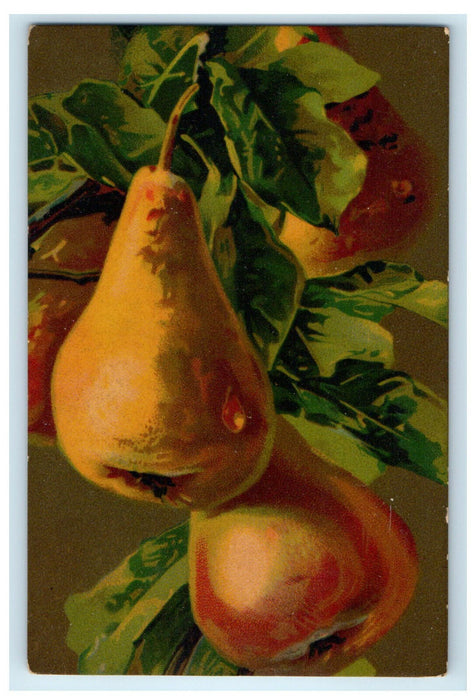 c1910s Fruit Painted Serier Art Still Life Pears Made In Italy Postcard