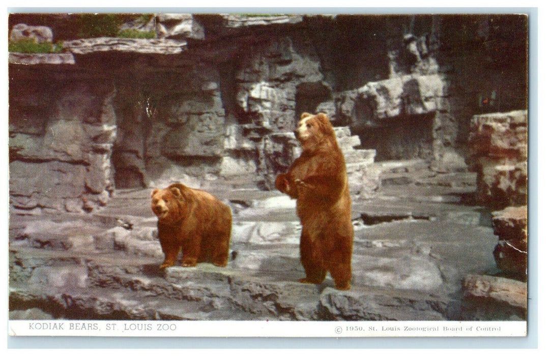 c1940's Kodiak Bears From Alaskan Peninsula St. Louis Zoo Missouri MO Postcard
