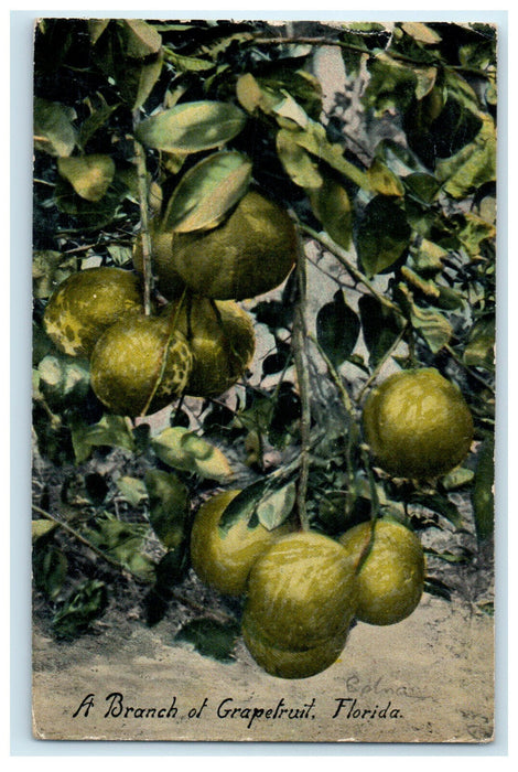 c1905s A Branch of Grapefruit Florida FL Antique Posted Postcard