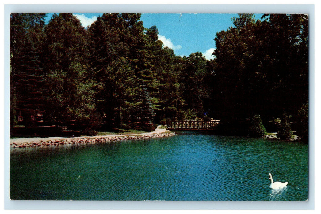 c1960s Swans at Swingwater Park Barrie Ontario Canada Vintage Postcard