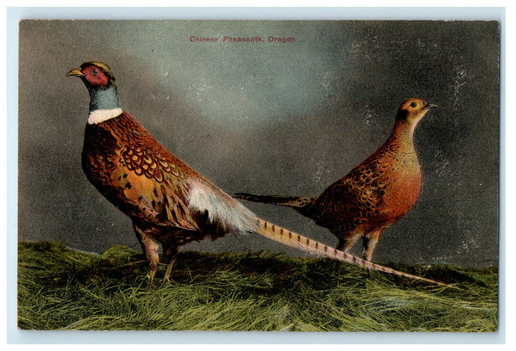 1908 Two Chinese Pheasants, Oregon OR, Newberg Or, Ohio City OH Postcard