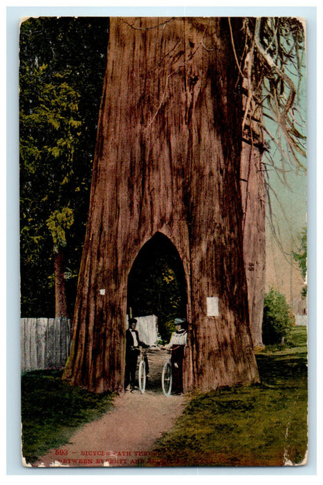 1909 Riding Bicycles Through Giant Cedar Tree Everett Washington WA Postcard